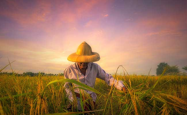 Detail Tuliskan Tiga Contoh Pekerjaan Yang Menghasilkan Barang Nomer 6