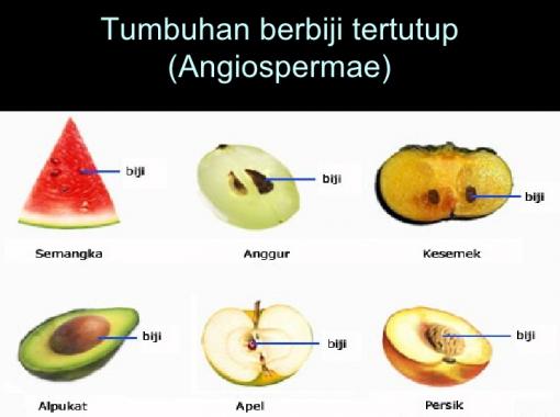 Detail Tumbuhan Berbiji Terbuka Adalah Nomer 32