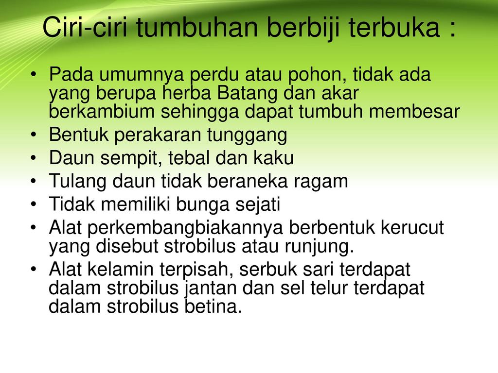 Detail Tumbuhan Berbiji Terbuka Adalah Nomer 44