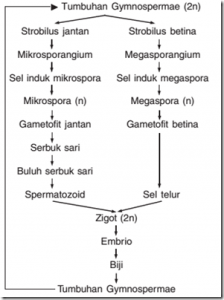 Detail Tumbuhan Berbiji Terbuka Adalah Nomer 48