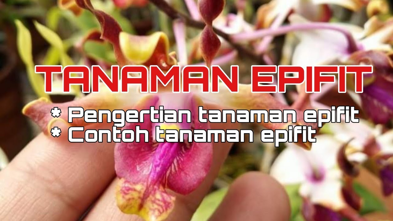 Detail Tumbuhan Epifit Adalah Nomer 17