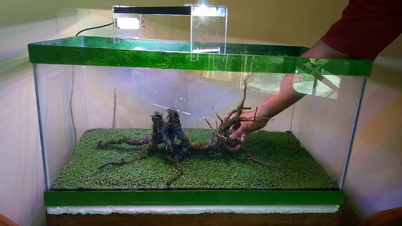 Tutorial Aquascape Pemula - KibrisPDR