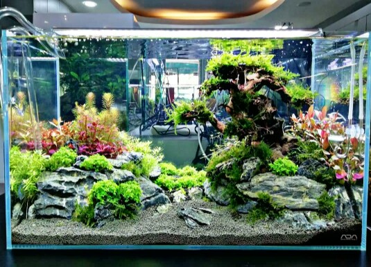 Detail Tutorial Aquascape Pemula Nomer 2