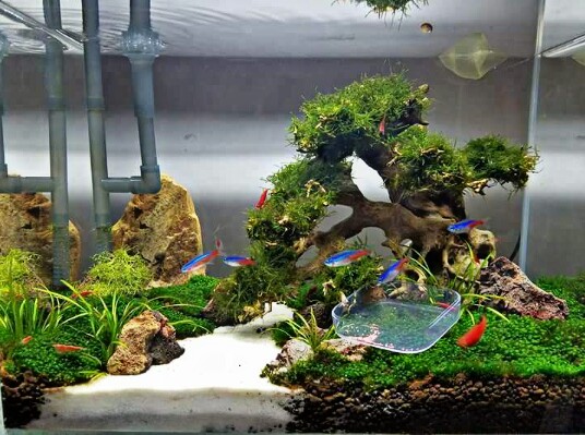 Detail Tutorial Aquascape Pemula Nomer 10