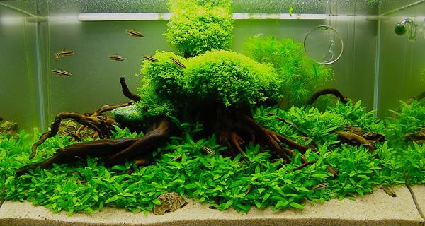 Detail Tutorial Aquascape Pemula Nomer 13