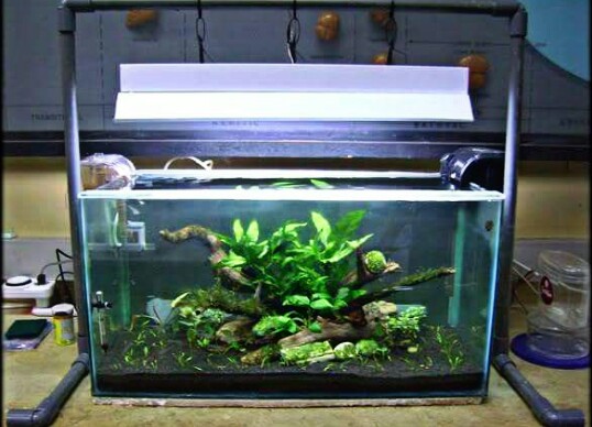 Detail Tutorial Aquascape Pemula Nomer 15