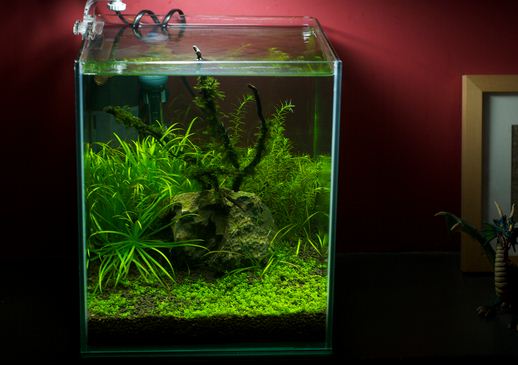 Detail Tutorial Aquascape Pemula Nomer 17