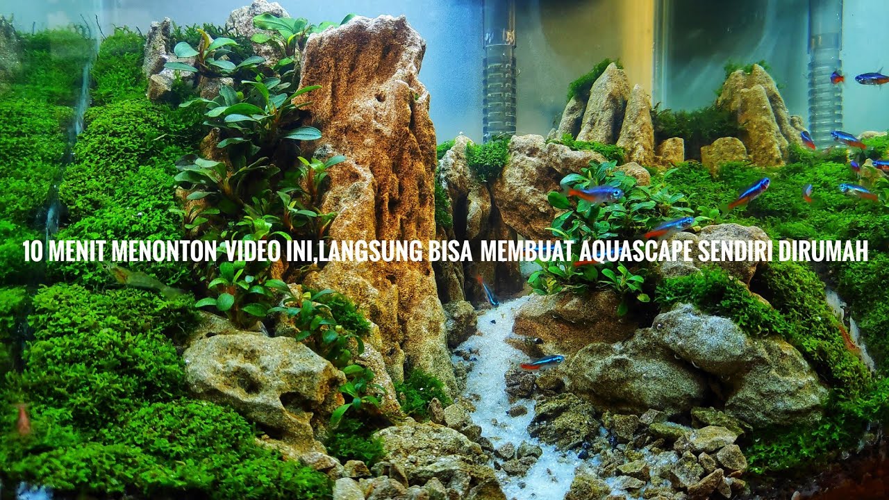 Detail Tutorial Aquascape Pemula Nomer 19