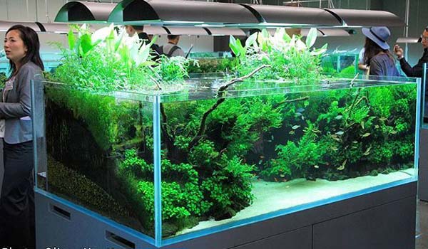 Detail Tutorial Aquascape Pemula Nomer 21