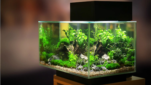 Detail Tutorial Aquascape Pemula Nomer 3