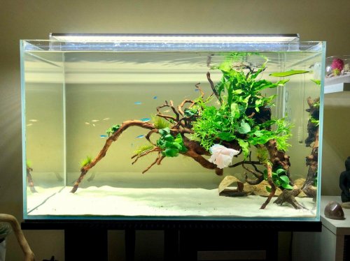 Detail Tutorial Aquascape Pemula Nomer 27