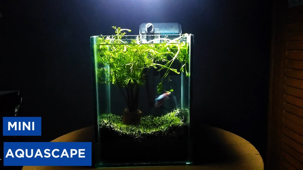 Detail Tutorial Aquascape Pemula Nomer 29