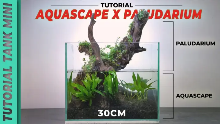 Detail Tutorial Aquascape Pemula Nomer 31