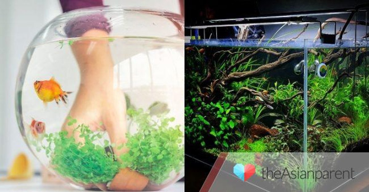Detail Tutorial Aquascape Pemula Nomer 32