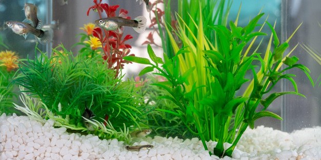 Detail Tutorial Aquascape Pemula Nomer 34