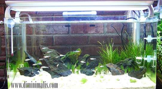 Detail Tutorial Aquascape Pemula Nomer 38