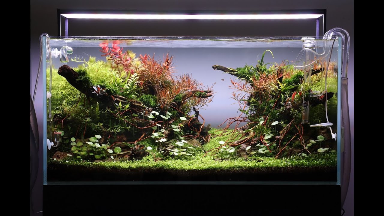 Detail Tutorial Aquascape Pemula Nomer 40