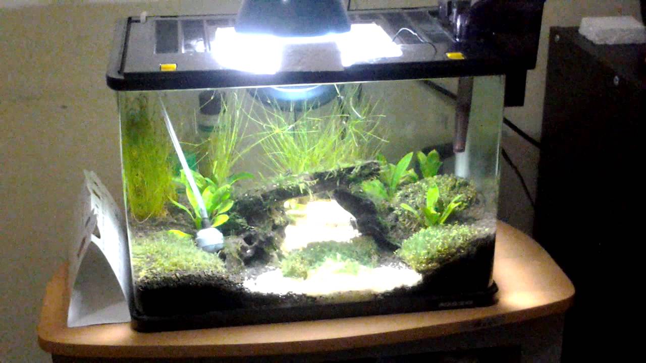 Detail Tutorial Aquascape Pemula Nomer 41