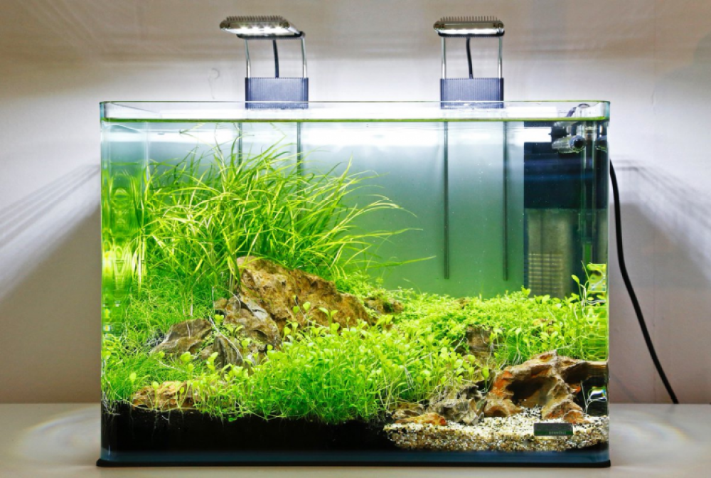 Detail Tutorial Aquascape Pemula Nomer 42