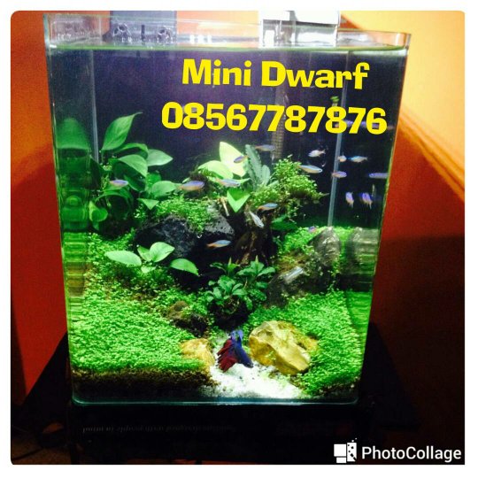 Detail Tutorial Aquascape Pemula Nomer 46