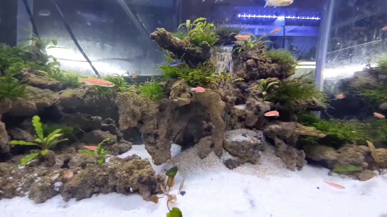 Detail Tutorial Aquascape Pemula Nomer 47