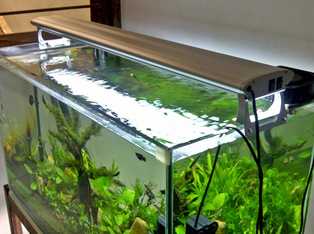 Detail Tutorial Aquascape Pemula Nomer 6