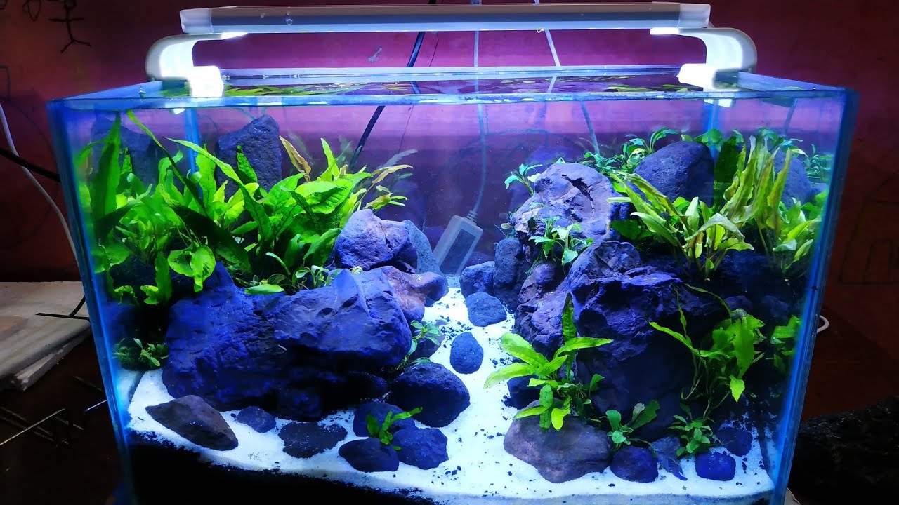 Detail Tutorial Aquascape Pemula Nomer 7