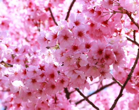 Detail Tutorial Membuat Gambar Bunga Sakura Nomer 35