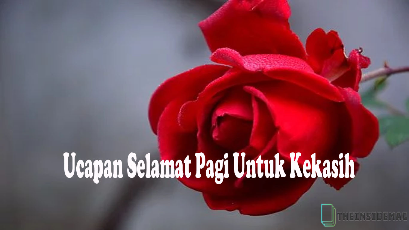 Detail Ucapan Selamat Pagi Bunga Mawar Nomer 19