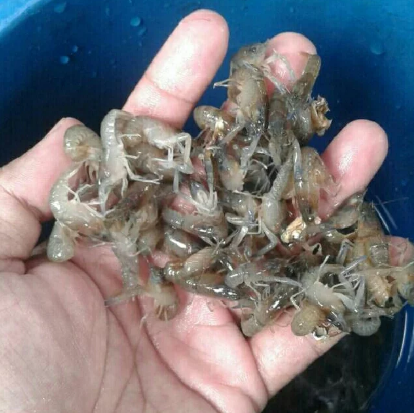 Detail Udang Makan Apa Nomer 11