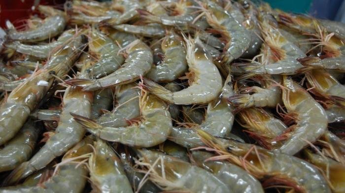 Detail Udang Makan Apa Nomer 4