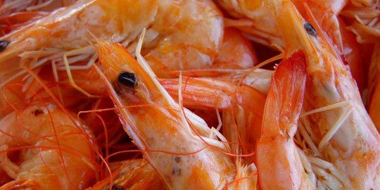 Detail Udang Makan Apa Nomer 41