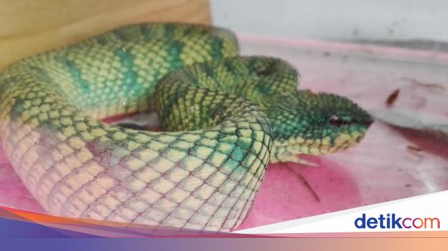 Detail Ular Hijau Apakah Berbisa Nomer 46