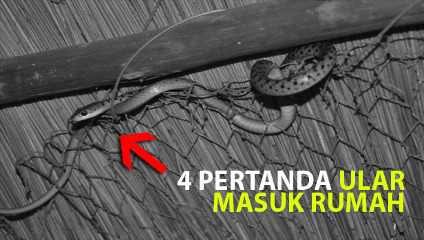 Detail Ular Hijau Masuk Rumah Pertanda Apa Nomer 22