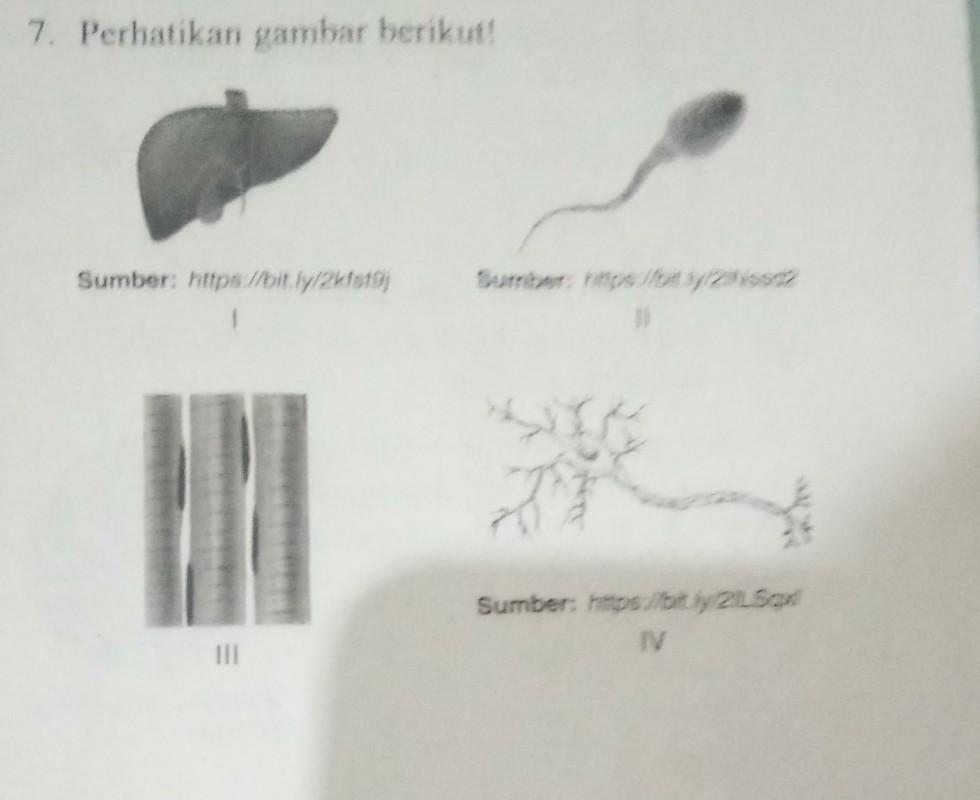 Unit Kehidupan Dalam Tabel Berikut Yang Sesuai Dengan Gambar Adalah - KibrisPDR