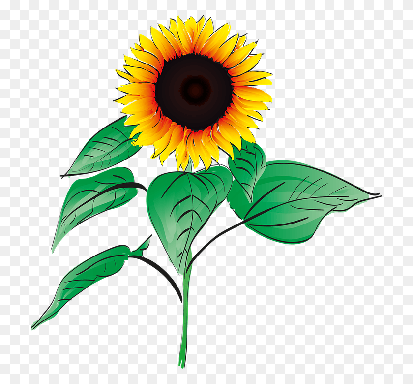 Detail Vektor Bunga Matahari Nomer 3
