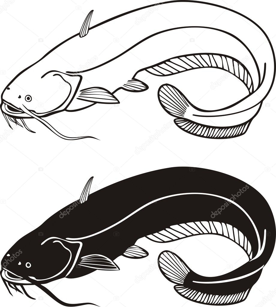 Detail Vektor Ikan Lele Nomer 14