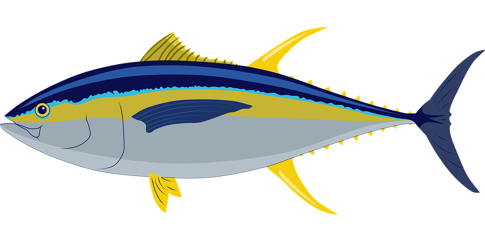 Detail Vektor Ikan Tuna Nomer 24