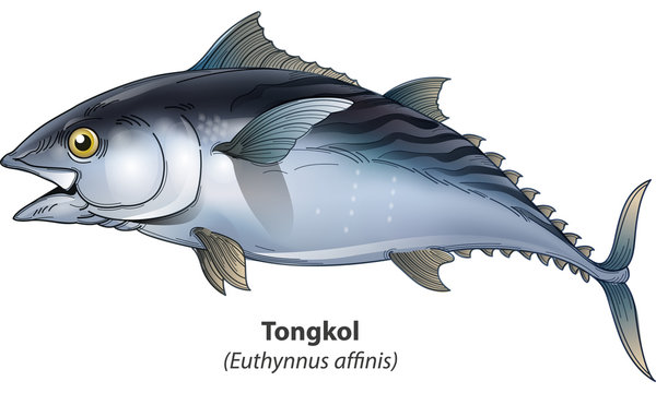 Detail Vektor Ikan Tuna Nomer 5