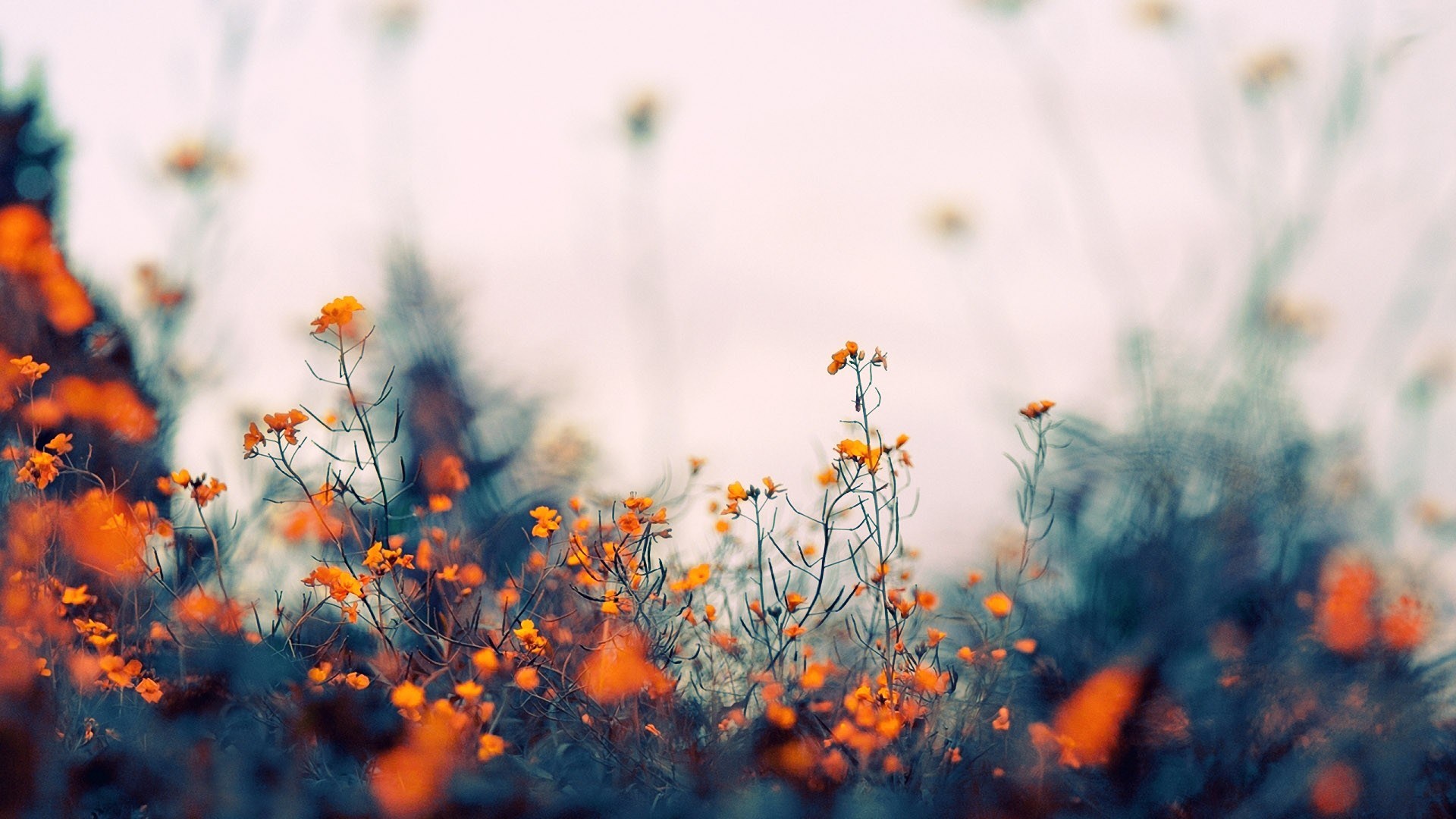 Detail Wallpaper Hd Bokeh Nomer 24