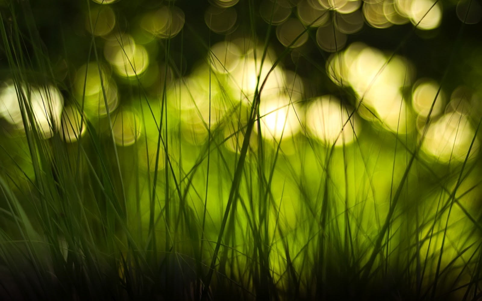 Detail Wallpaper Hd Bokeh Nomer 39