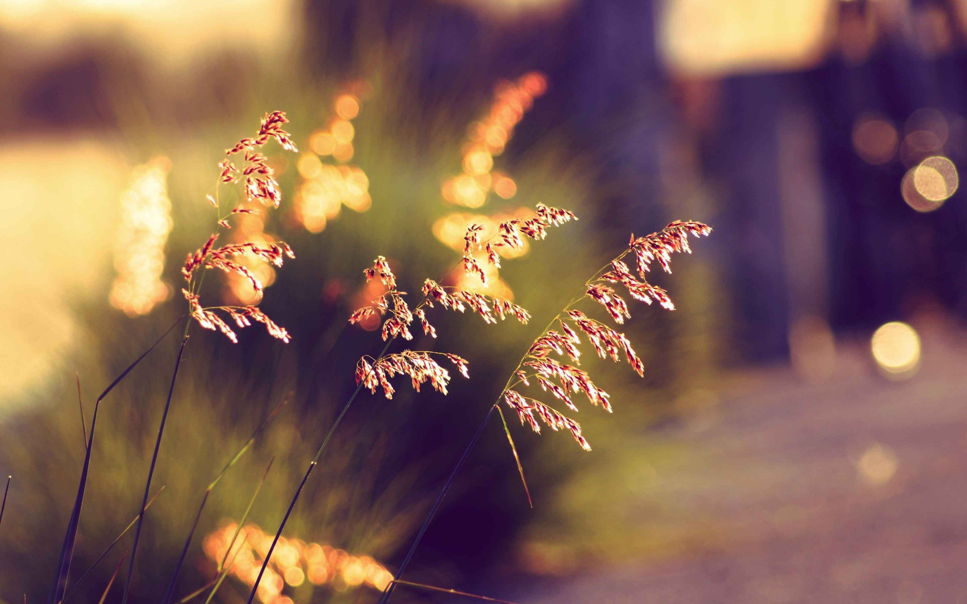 Detail Wallpaper Hd Bokeh Nomer 8