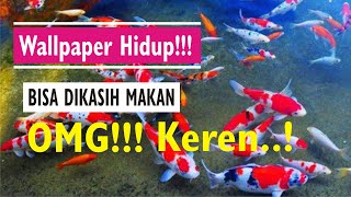 Detail Wallpaper Ikan Koi Bergerak Untuk Hp Nomer 30