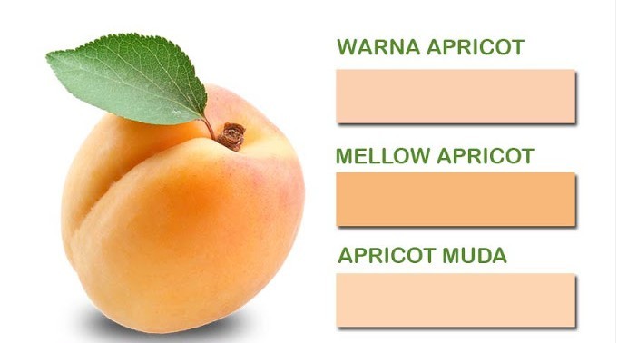 Warna Apricot Adalah - KibrisPDR