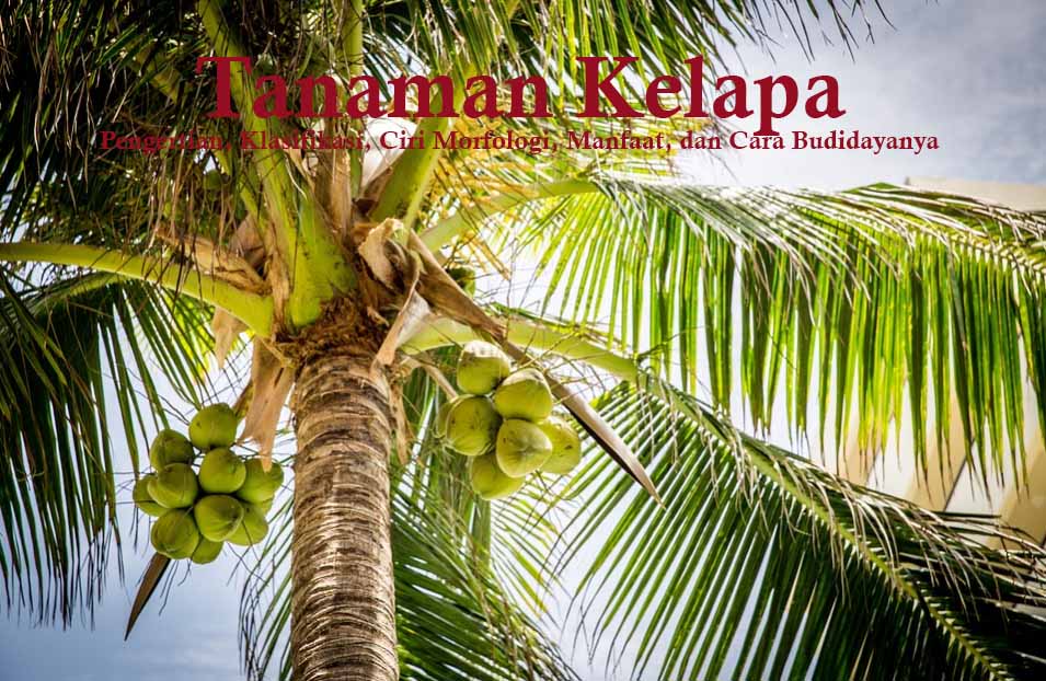 Download Warna Daun Kelapa Nomer 8