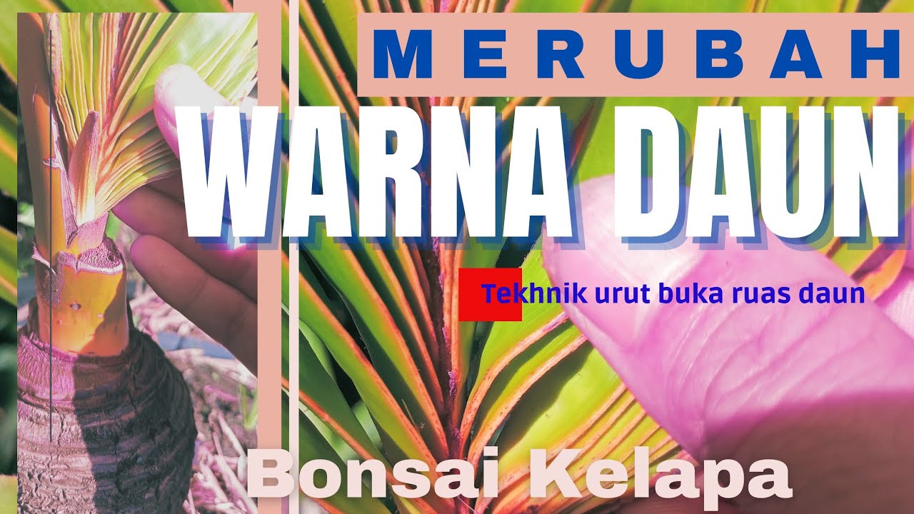 Detail Warna Daun Kelapa Nomer 33