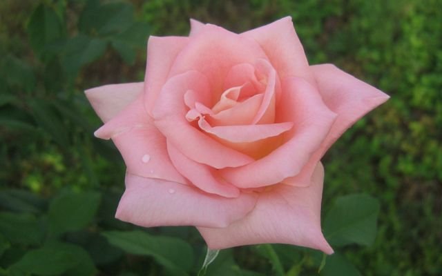 Detail Warna Pink Rose Seperti Apa Nomer 18