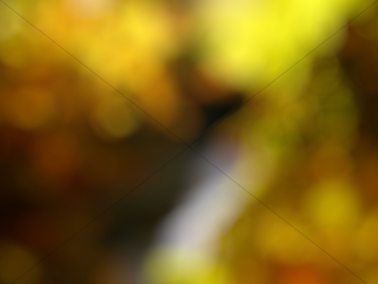 Detail Yellow Bokeh Background Nomer 46