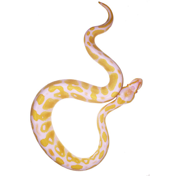 Albino Python - KibrisPDR
