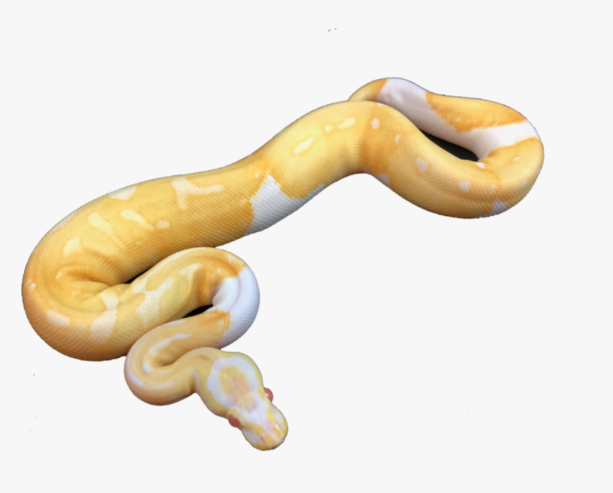 Detail Albino Python Nomer 11